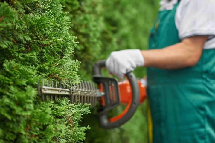 Cedar Hedges Cutting Gatineau