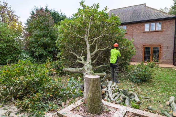 Tree Felling Professional Gatineau