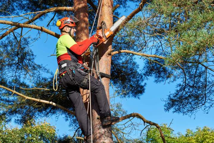 Selective branch pruning